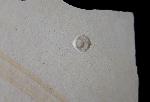 Loboidothyris sp. BUCKMAN 1917 - Bild &copy; FossNet FossilienStore